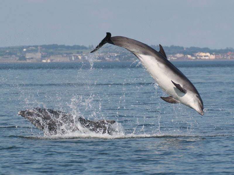jumping bottlenose dolphins kilrush dolphin discovery ireland